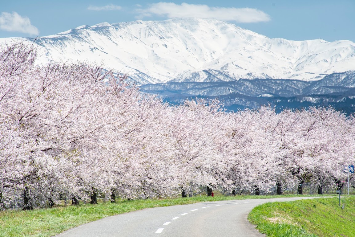鶴岡市　春の景色 月山と桜並木